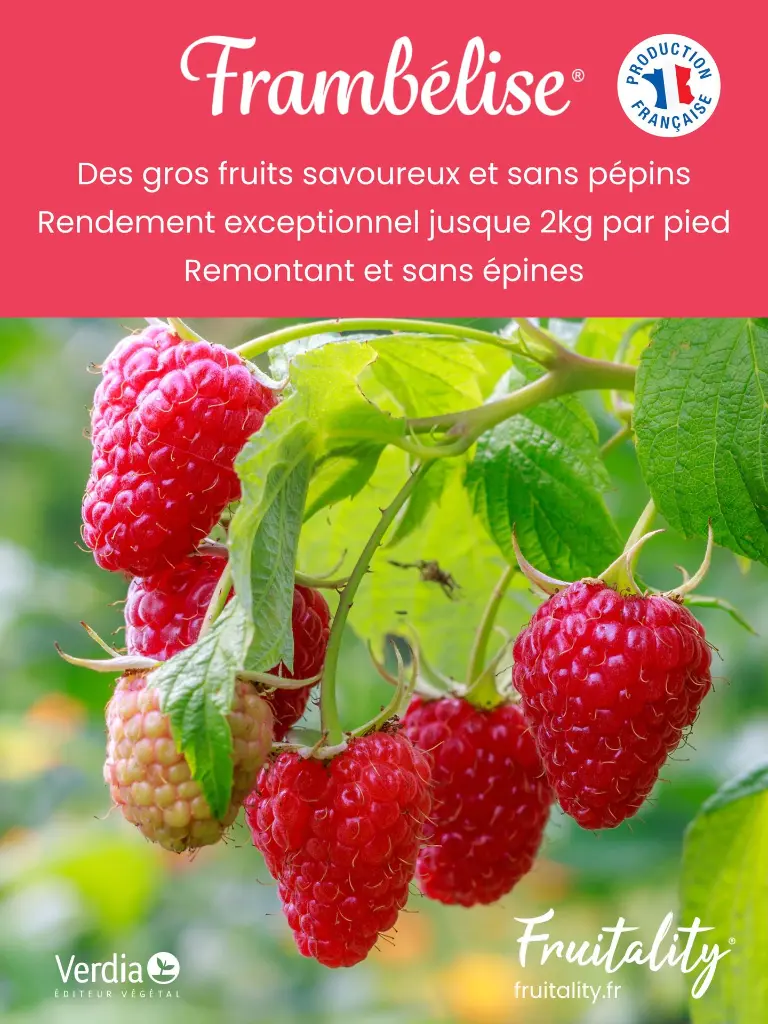 AKILUX_60X80_Frambelise.webp